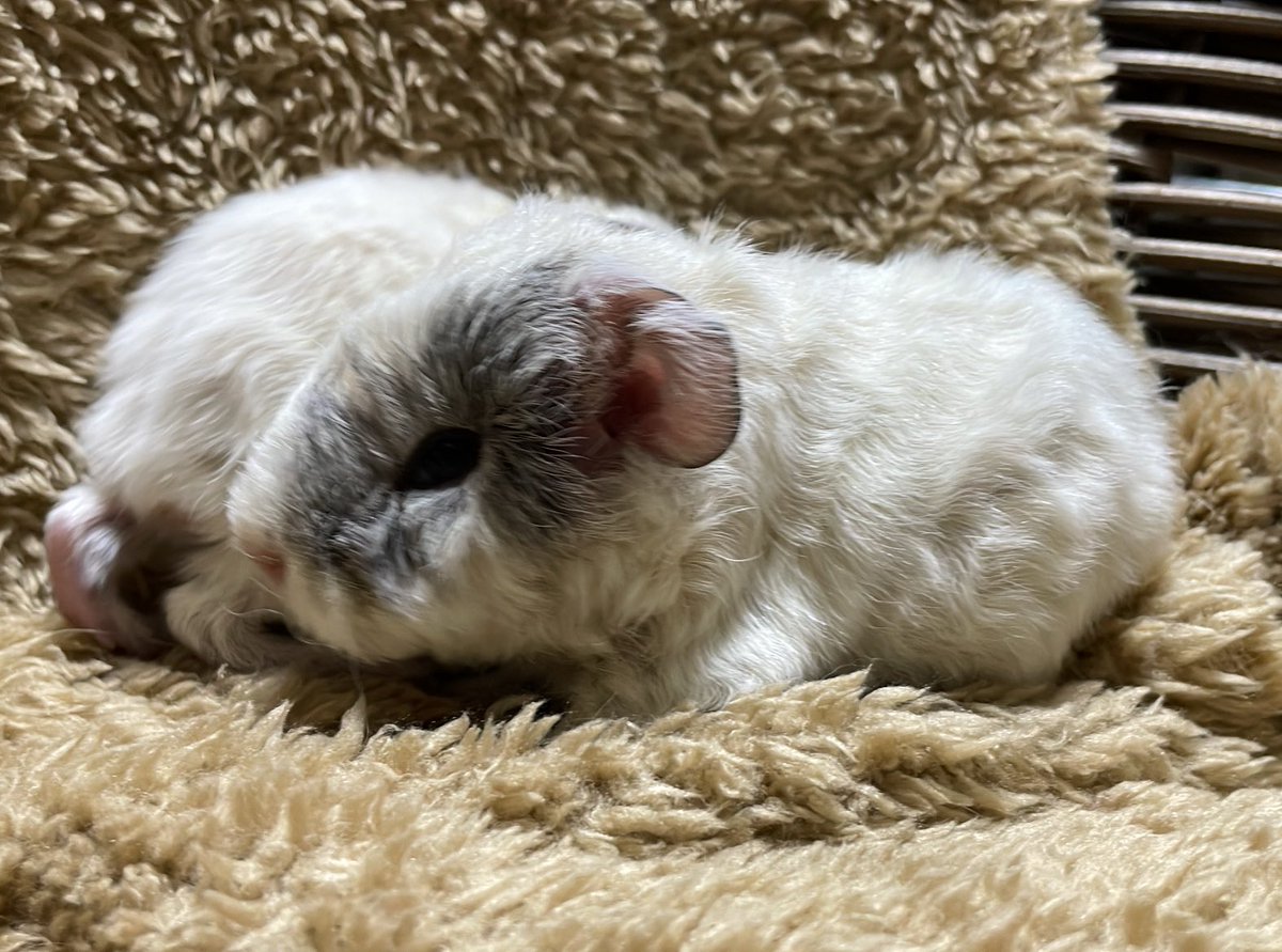 ✨ テディ♡✨ 🧸🧸🧸🧸🧸 テディちゃんもあと何回着れるかしら🫶 インスタあげてない