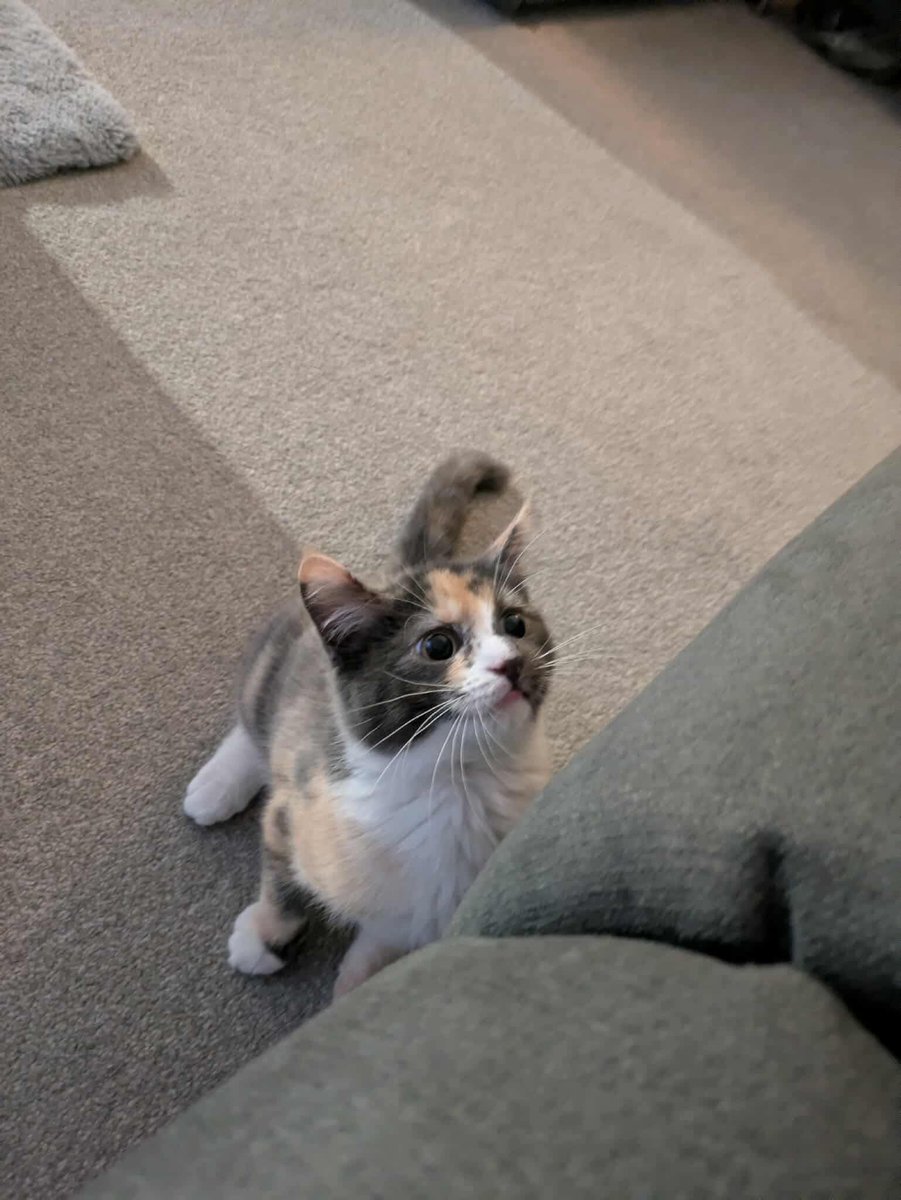 Little Biscuit is going in for her spay today, wish her luck ❤️