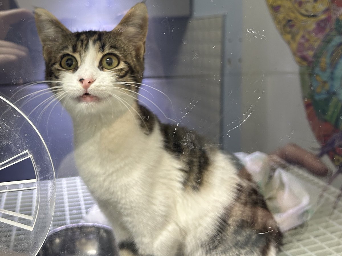 bu guzeller guzeli kizimiz, su an enfeksiyon icin tedavi goruyor. tedavisi bittikten sonra ona iyi bakacak, onu cok sevecek guzel bir yuva bulmak istiyoruz (istanbul)