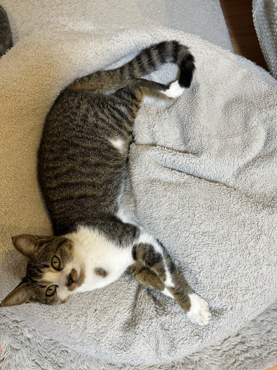 Post by こりごりちゃん on X: 仲良し。