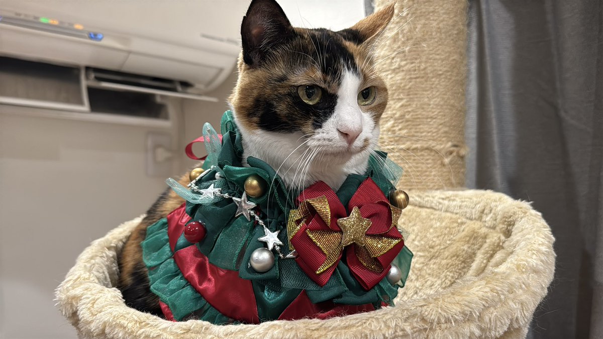 今年のクリスマスツリーは猫で🎄