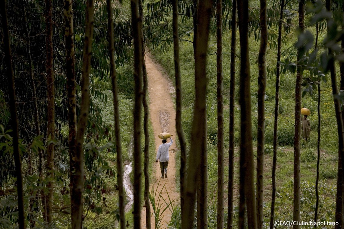 The 25th Session of the African Forestry and Wildlife Commission (AFWC25) has opened in Banjul, The Gambia, with a clear call for African countries to scale up innovation and reinforce political commitment to protect and restore Africa’s forests and wildlife.#AFWC25
More 👉