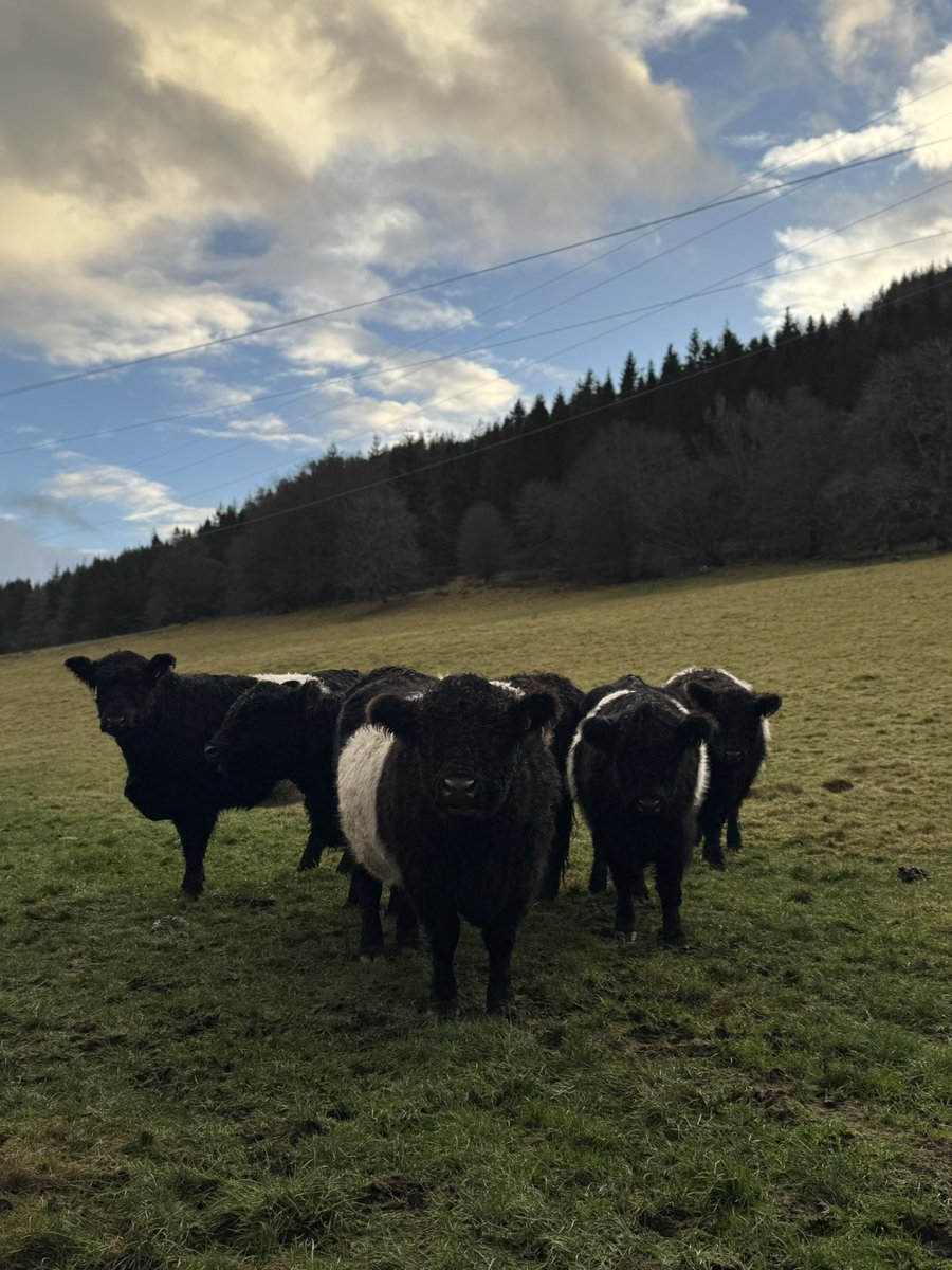 Lyndacakebaker's tweet photo. Good Morning! Havenโt been out walking the Loop Walk for a couple of months as felt rubbish but on the mend now hopefully ๐ ๐
Cracking morning this morning & good to see the lovely Cows!
#TreeClub #CowClub https://t.co/SMmpba9GEE