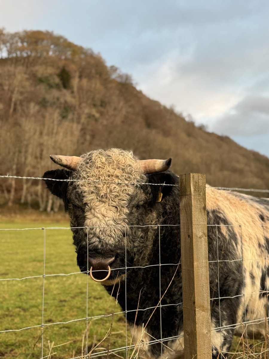 Lyndacakebaker's tweet photo. Good Morning! Havenโt been out walking the Loop Walk for a couple of months as felt rubbish but on the mend now hopefully ๐ ๐
Cracking morning this morning & good to see the lovely Cows!
#TreeClub #CowClub https://t.co/SMmpba9GEE