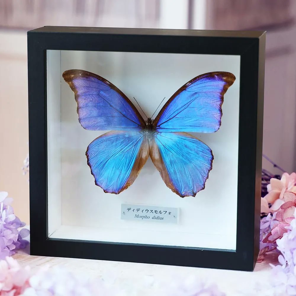 ディディウスモルフォ 昆虫標本 蝶標本