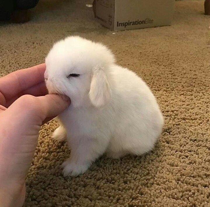 wakey wakey bunkookie