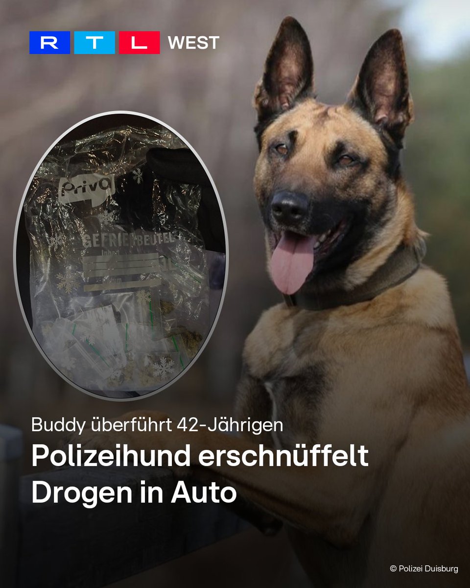 RTLWEST's tweet image. Polizisten haben in #Duisburg einen #Ford angehalten. Sofort rochen sie #Cannabis. Der 42-jährige Fahrer wirkte nervös. Ein #Richter ordnete die #Durchsuchung des Wagens an - und #Spürhund Buddy begann sofort zu schnüffeln. Die Beamten fanden mit seiner Hilfe Tüten Cannabis,