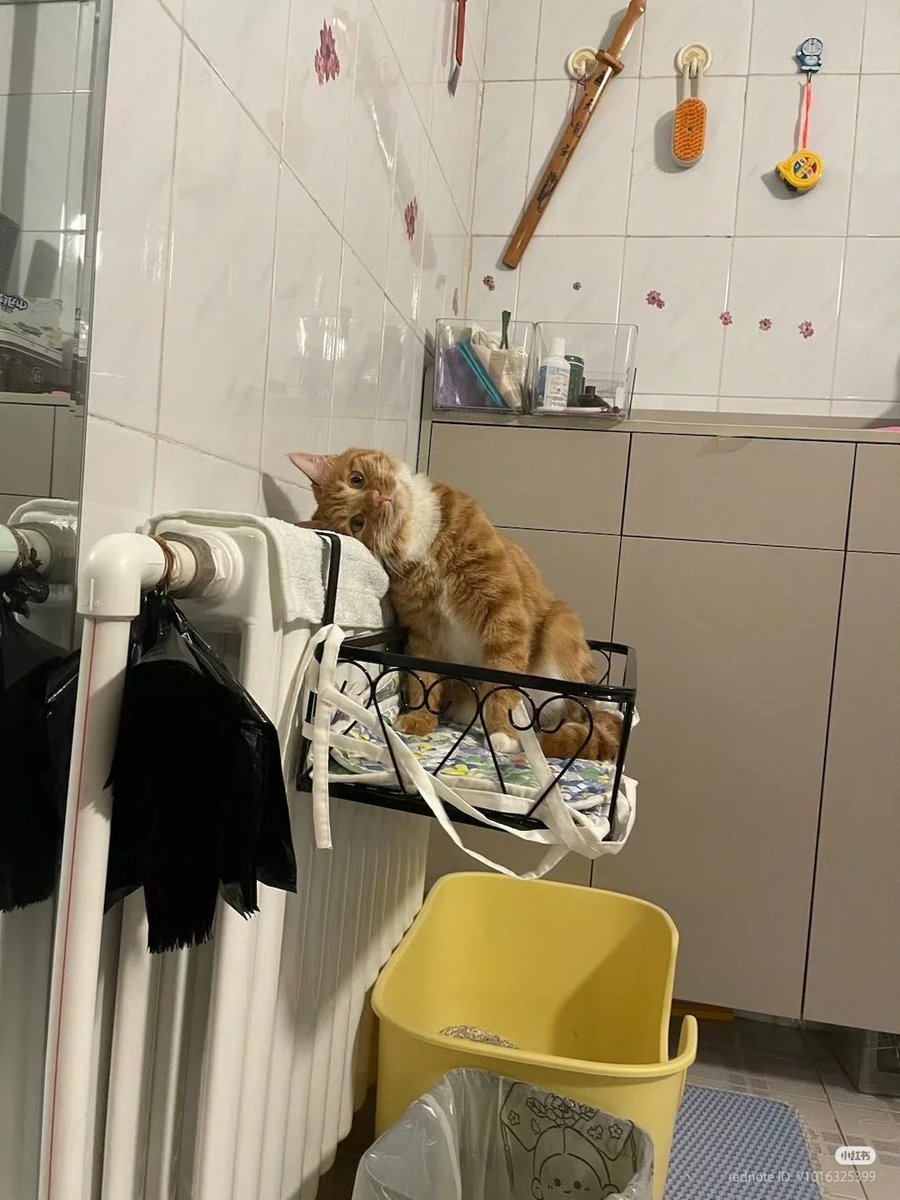 nocontextscats's tweet photo. Overthinking https://t.co/qpd04O6BIs