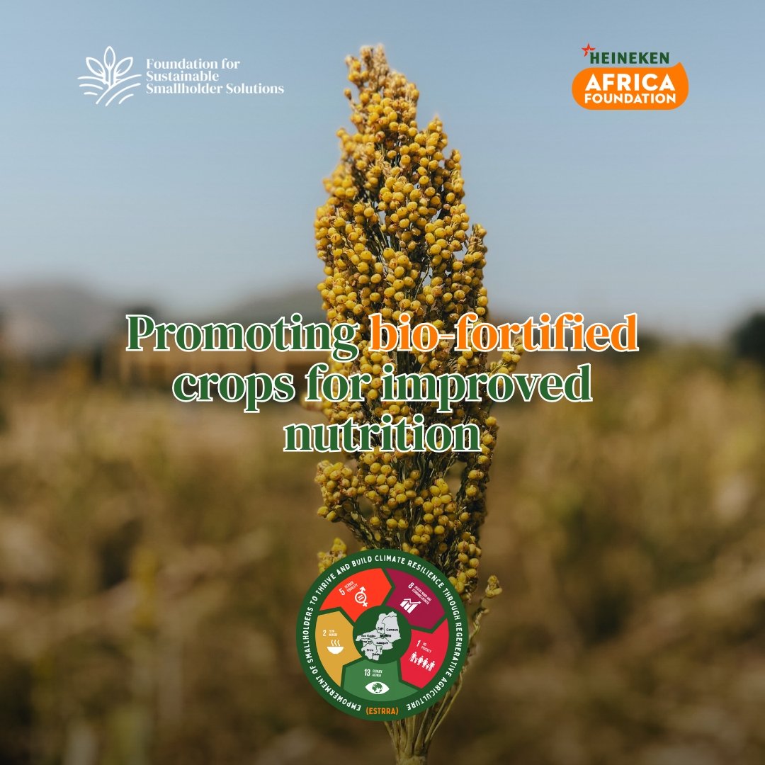 selinamedels's tweet image. The ESTRRA Project will strengthen climate resilience, food security and rural prosperity across Bauchi State while preparing foundations for long-term agricultural transformation. @fsssnigeria #RegeneratingBauchi