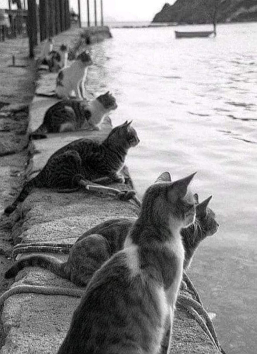 Ara Güler 
1970 yılı İstanbul 
Balıkçıların dönmesini bekleyen kediler ❤️