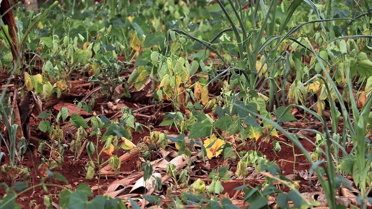 BOMBE YA KAYONZA🚀💣 tweet media