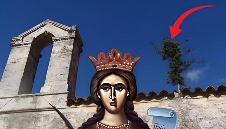 Μεσαρά: Ένα κυπαρίσσι… θαύμα στη στέγη μικρής εκκλησίας ift.tt/FhHT3cS