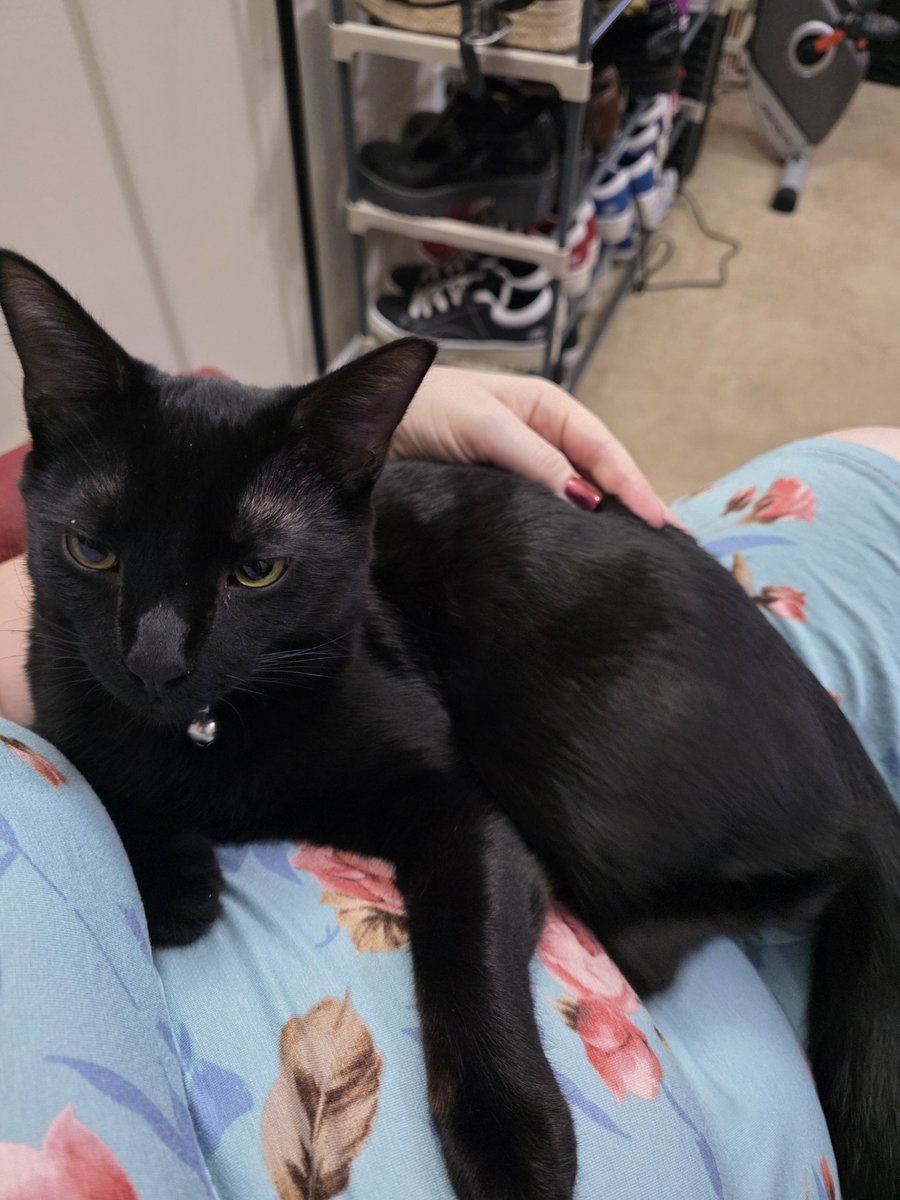 Early morning cuddles with our mini panther 🥰