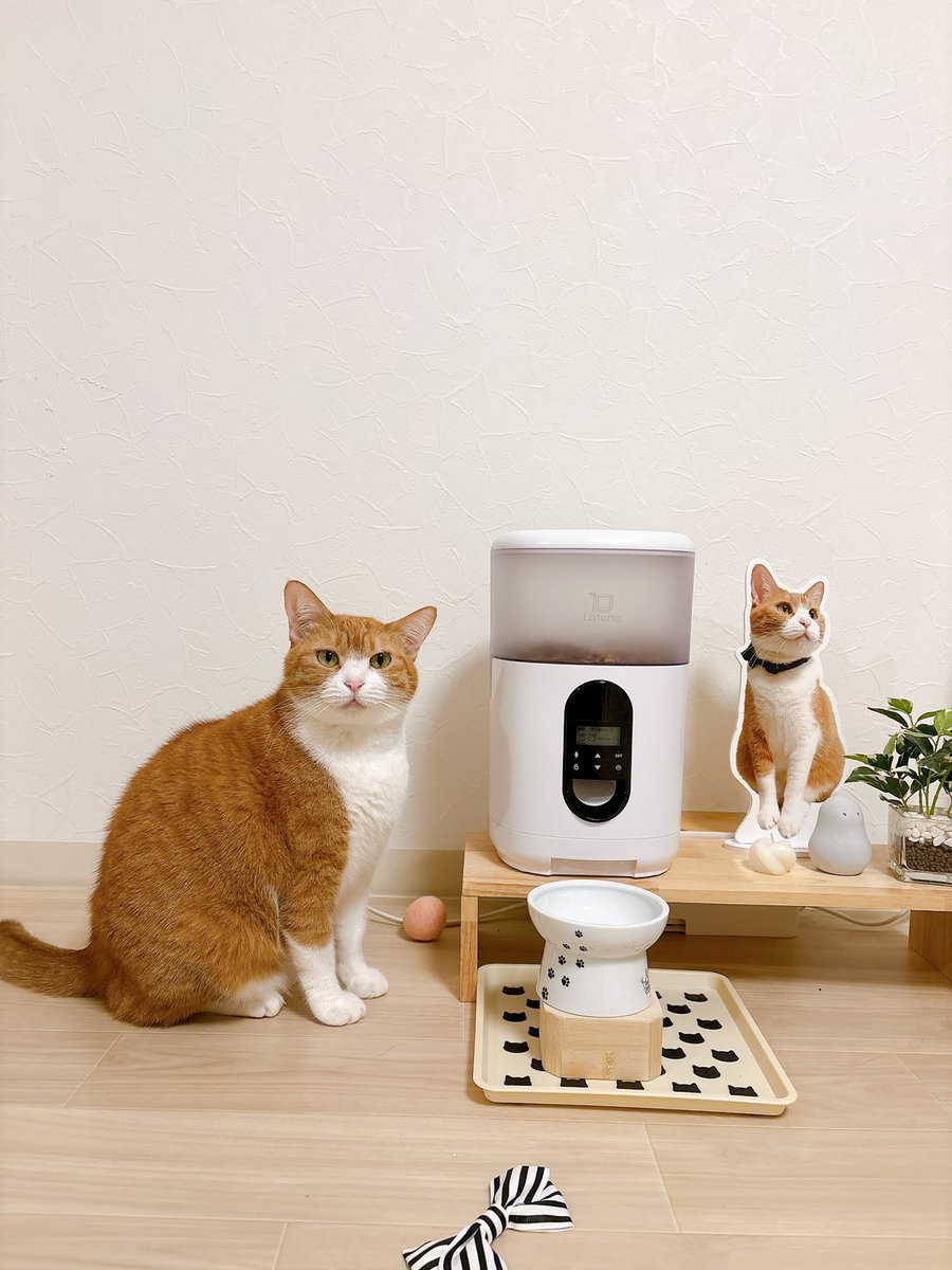 きなこ (@9i_7a_5o) / Posts and Replies / X