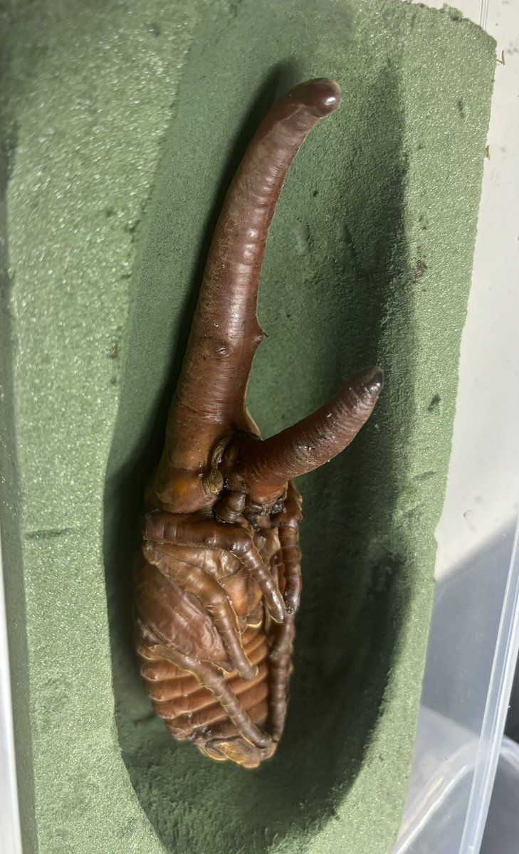 ✴︎Aki✴︎ Amazon.co.jp: LISEN iPhone 充電ケーブル【2M, 最大240W】らいとにん