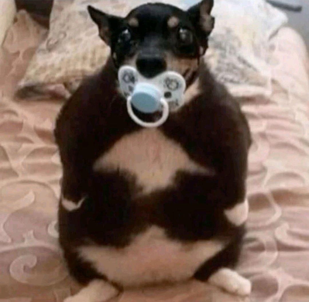 Trackfall_'s tweet image. Hey @RealSchlep, I shot my wife and kids are you proud of me