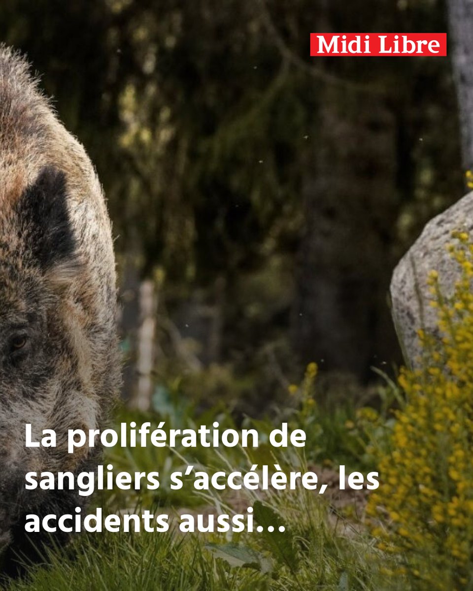 La prolifération de sangliers s’accélère, les accidents aussi : faut-il craindre une recrudescence des drames en Aveyron ?
➡️ l.midilibre.fr/oFB9