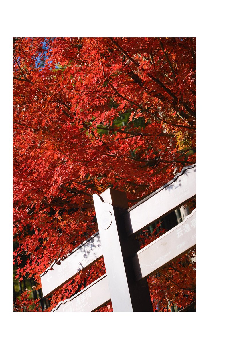 zhouivy53's tweet photo. #leaves
#maple🍁
#winterview https://t.co/cxBagip0Z6