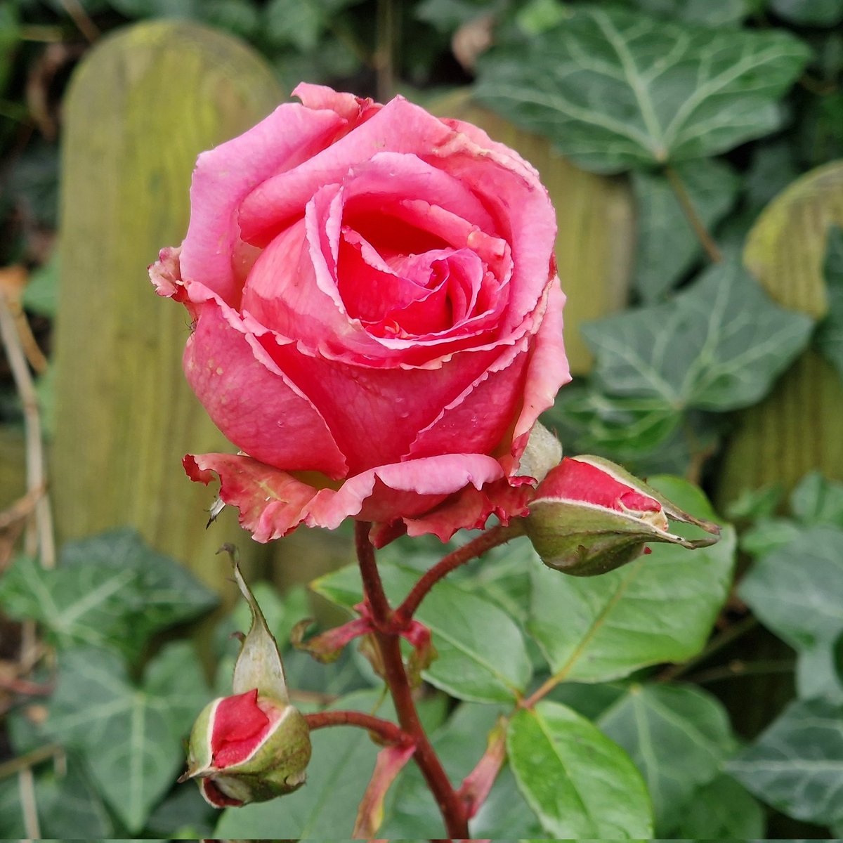 Ey, Rose, du krasses Ding!
#bloomscrolling am #klexenhaus.