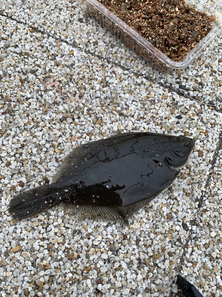 ハゼが食べたかったのでイソメ
まさかのカレイ