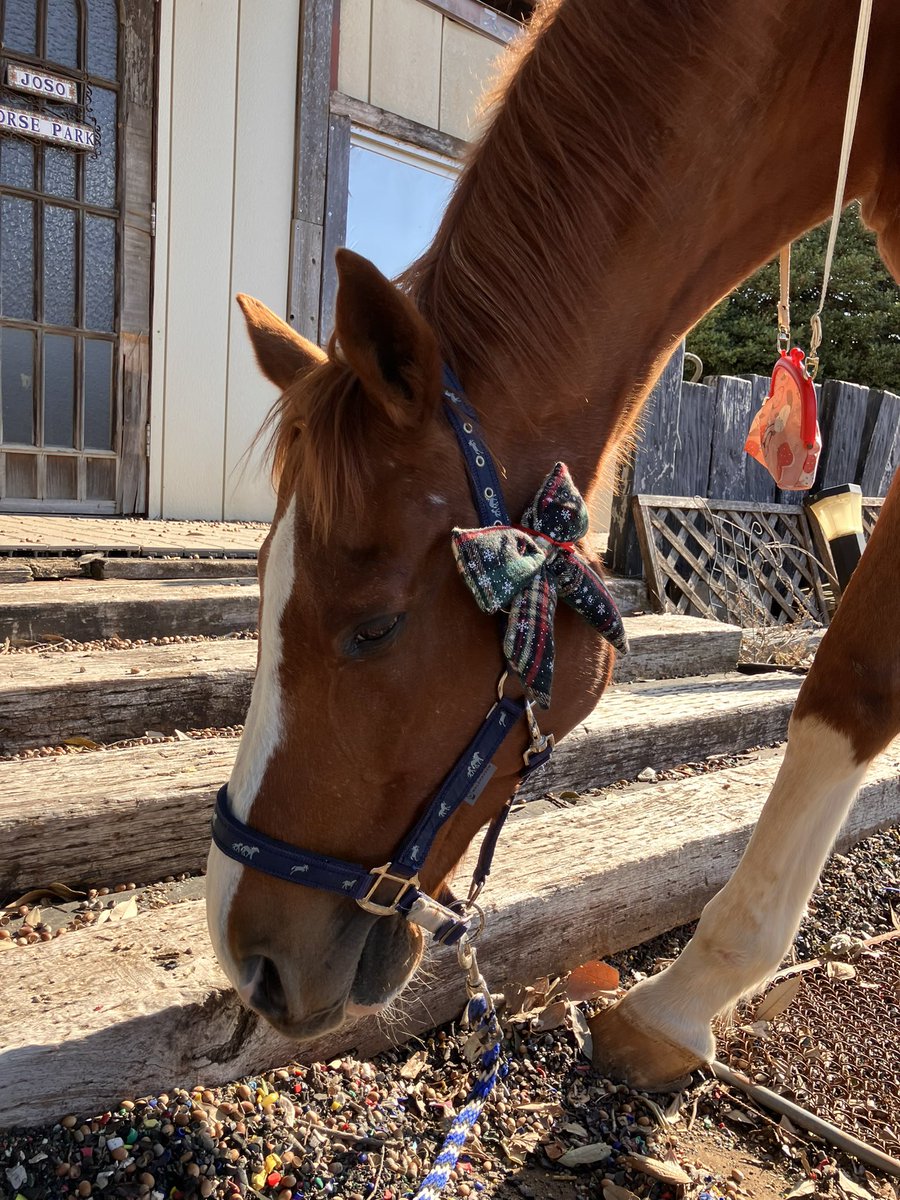 いつものがま口👛と新しいおリボン🎀

Lumipon with his usual coin purse👛 and new ribbon.🎀