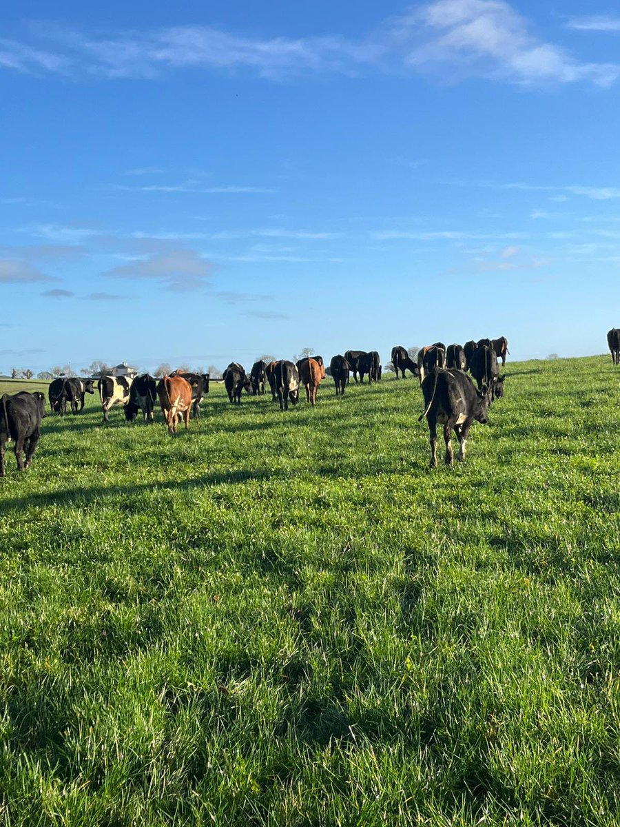 sprinkles785's tweet image. Vaccination done and back to the green stuff💪🏻💪🏻💪🏻
#bredforthis 
#oad