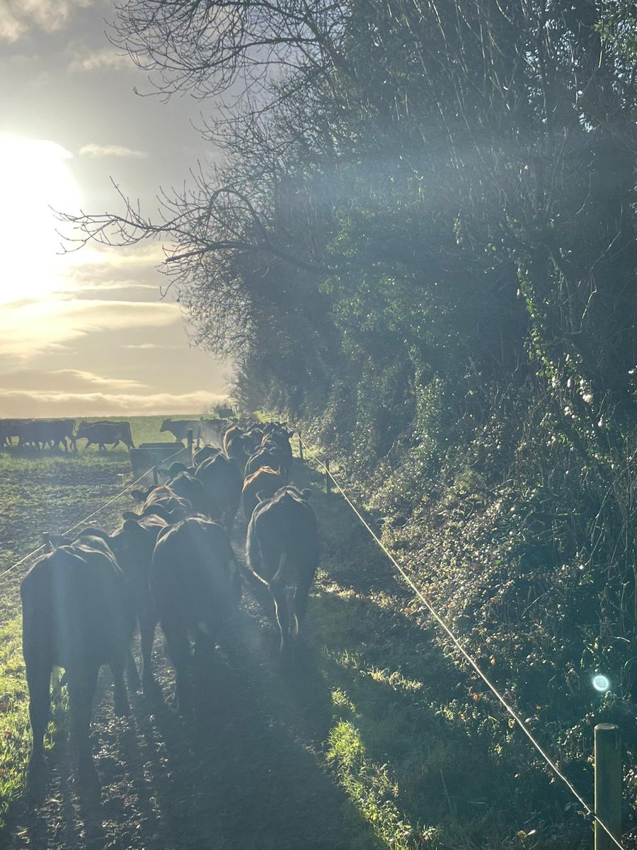 sprinkles785's tweet image. Vaccination done and back to the green stuff💪🏻💪🏻💪🏻
#bredforthis 
#oad