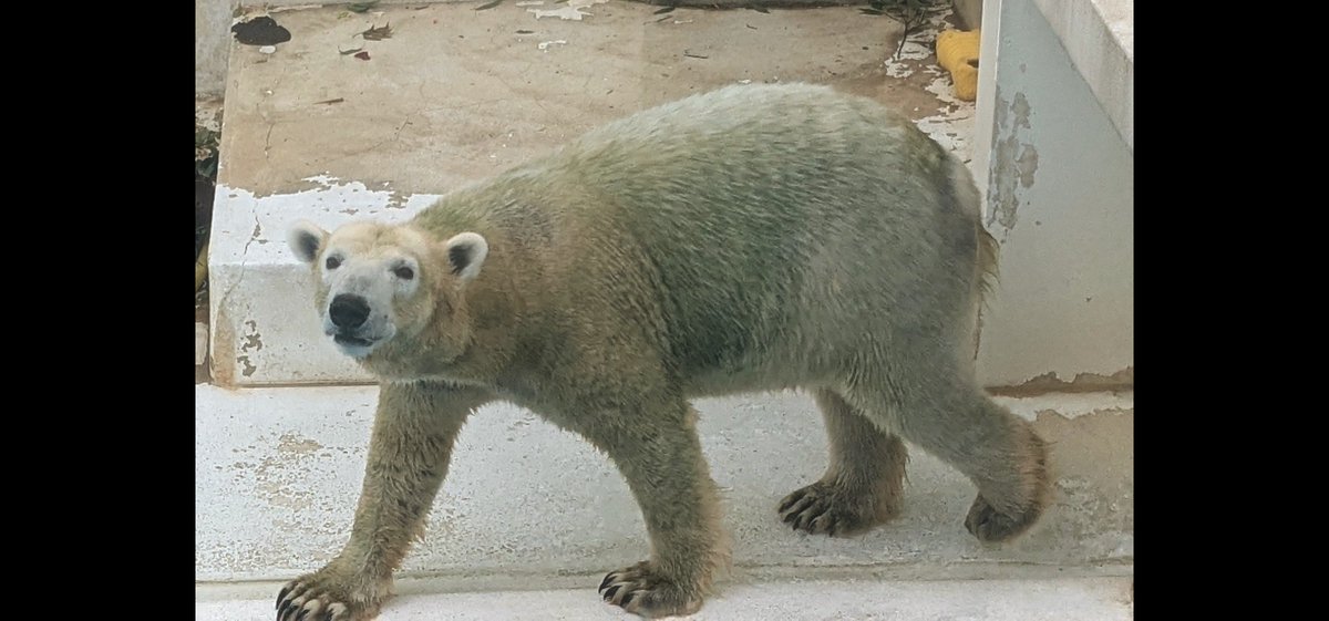 熊本市動植物園のホッキョクグマのマルルが来週に釧路の動物園に異動するということで午前休を取って見に行きました。いつまでも元気でいて欲しいです。