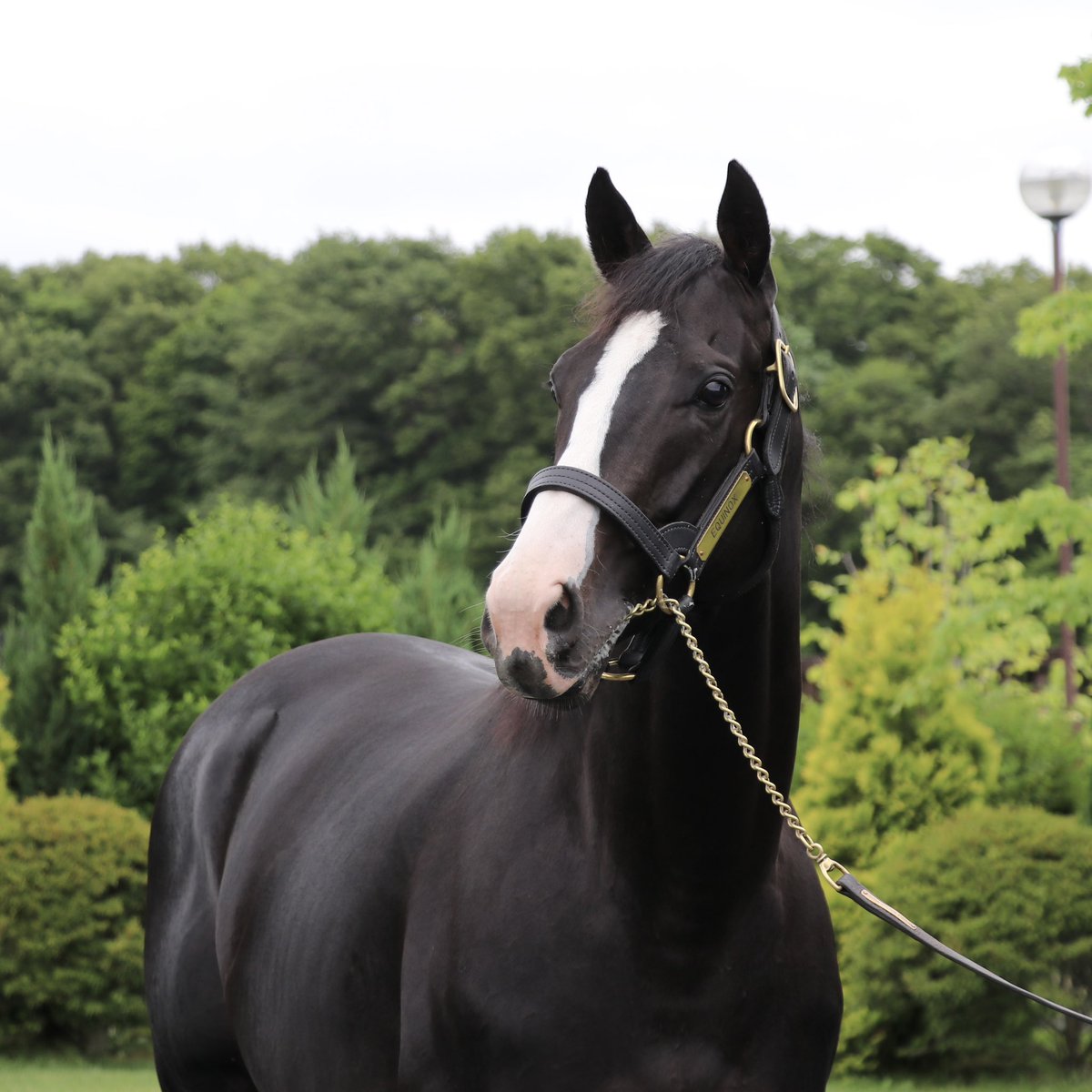 2178❣️ 瑪瑙 馬 唐馬 戦闘馬 UT-Ⅲ (@youtythree_pad) / Posts / X