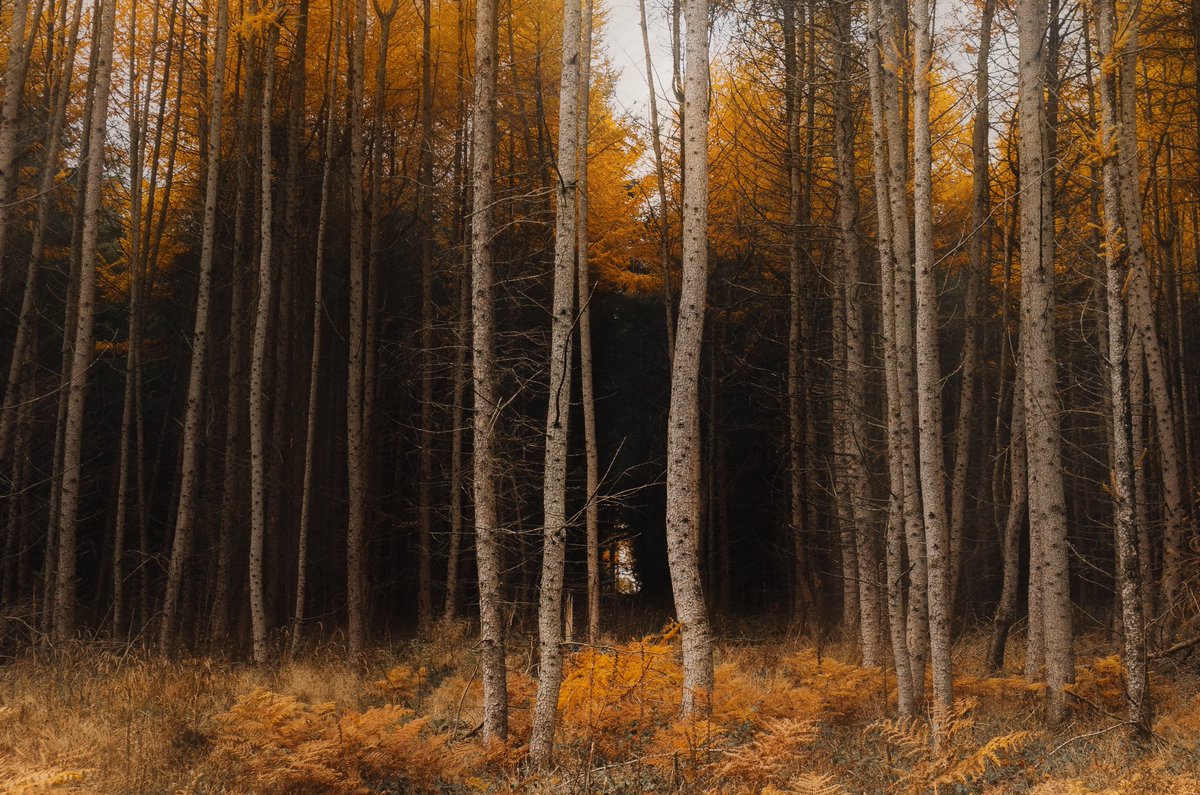 alexfelll's tweet photo. Photos I’ve taken near my home https://t.co/vZiNw2yO44