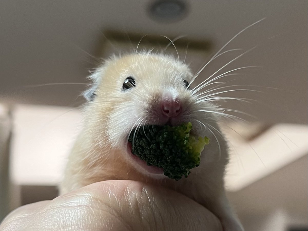 onemumarronchan's tweet image. ？