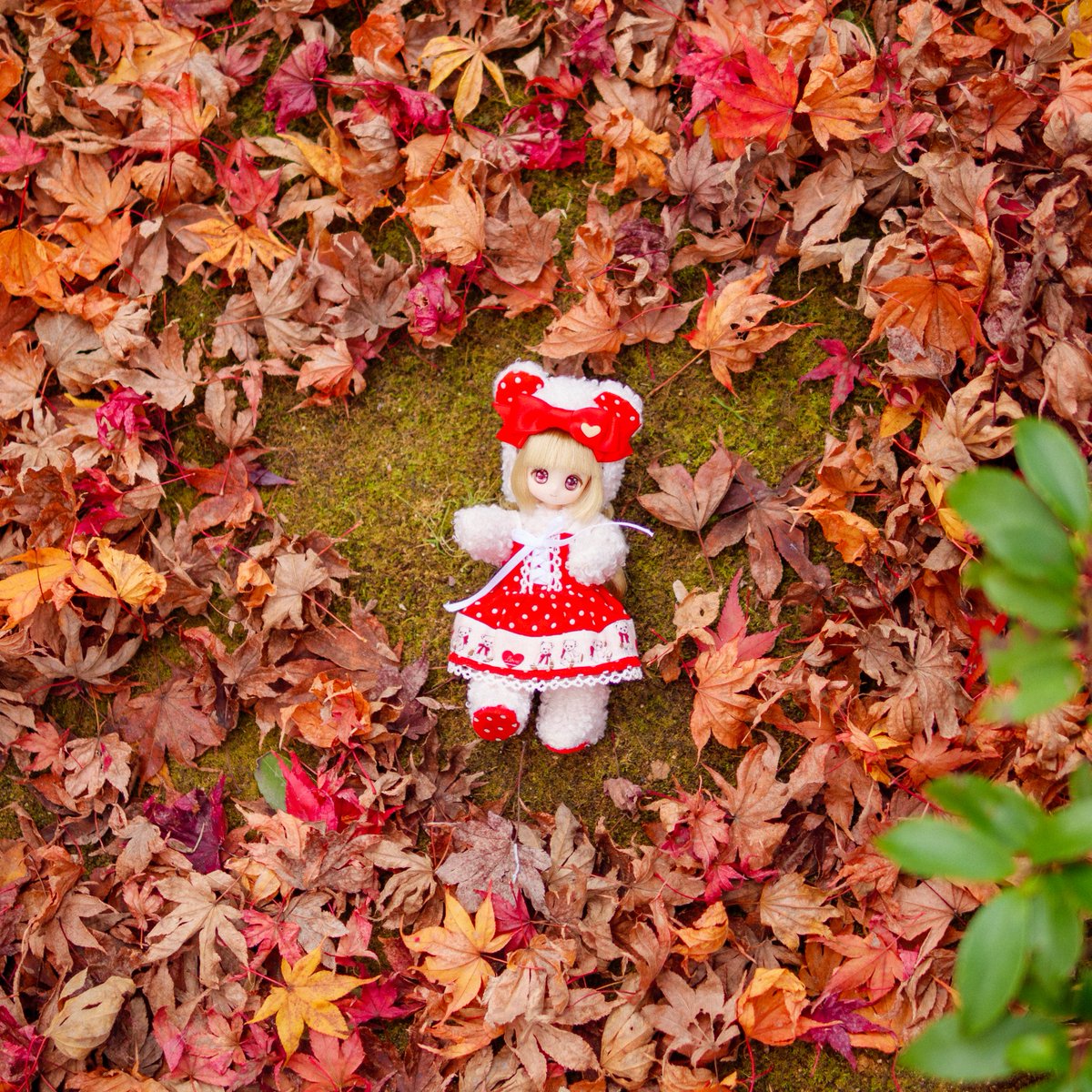 🍪お姉ちゃんは紅葉が似合うねぇ☺️

#シュガーカップス #シュガカツ