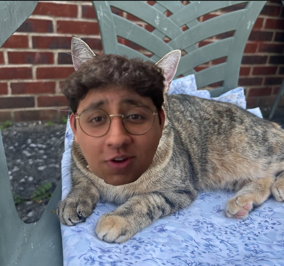 My new pet cat, Zispalmer