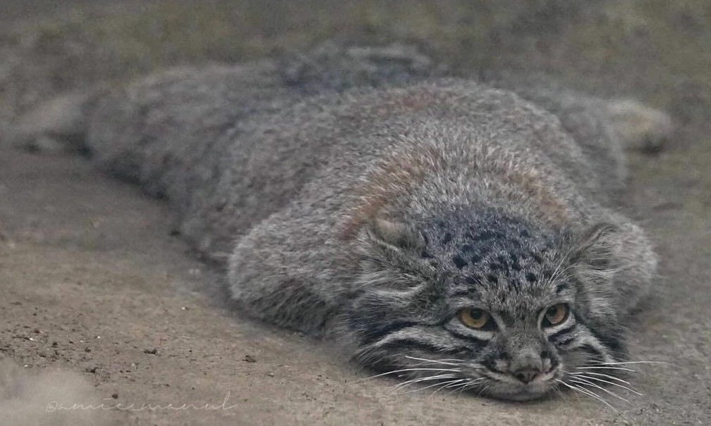 Grumpy Manul (@grumpy_manul) on Twitter photo 
