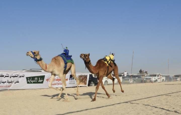 منافسات مثيرة شهدها ميدان الجازر لسباقات الهجن، 6 أشواط حضرت وتنوعت شعارات الناموس، جاءت في الإشارة المقدمة من عبداللطيف بن زايد الجنيبي المدير التنفيذي لشركة ربوع هيماء  وبإشراف وتنظيم من لجنة سباقات الهجن بالولاية