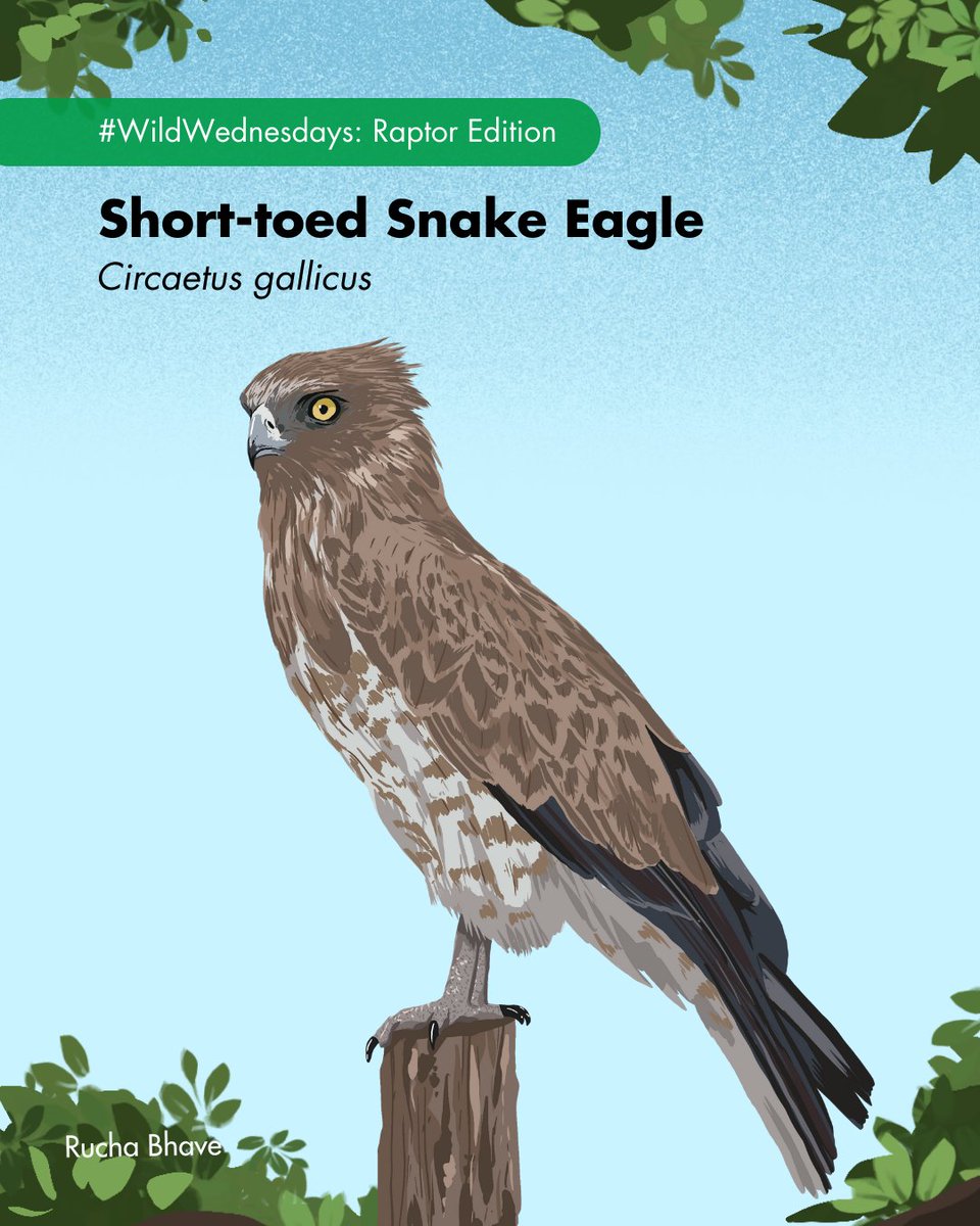 WCS-India tweet media