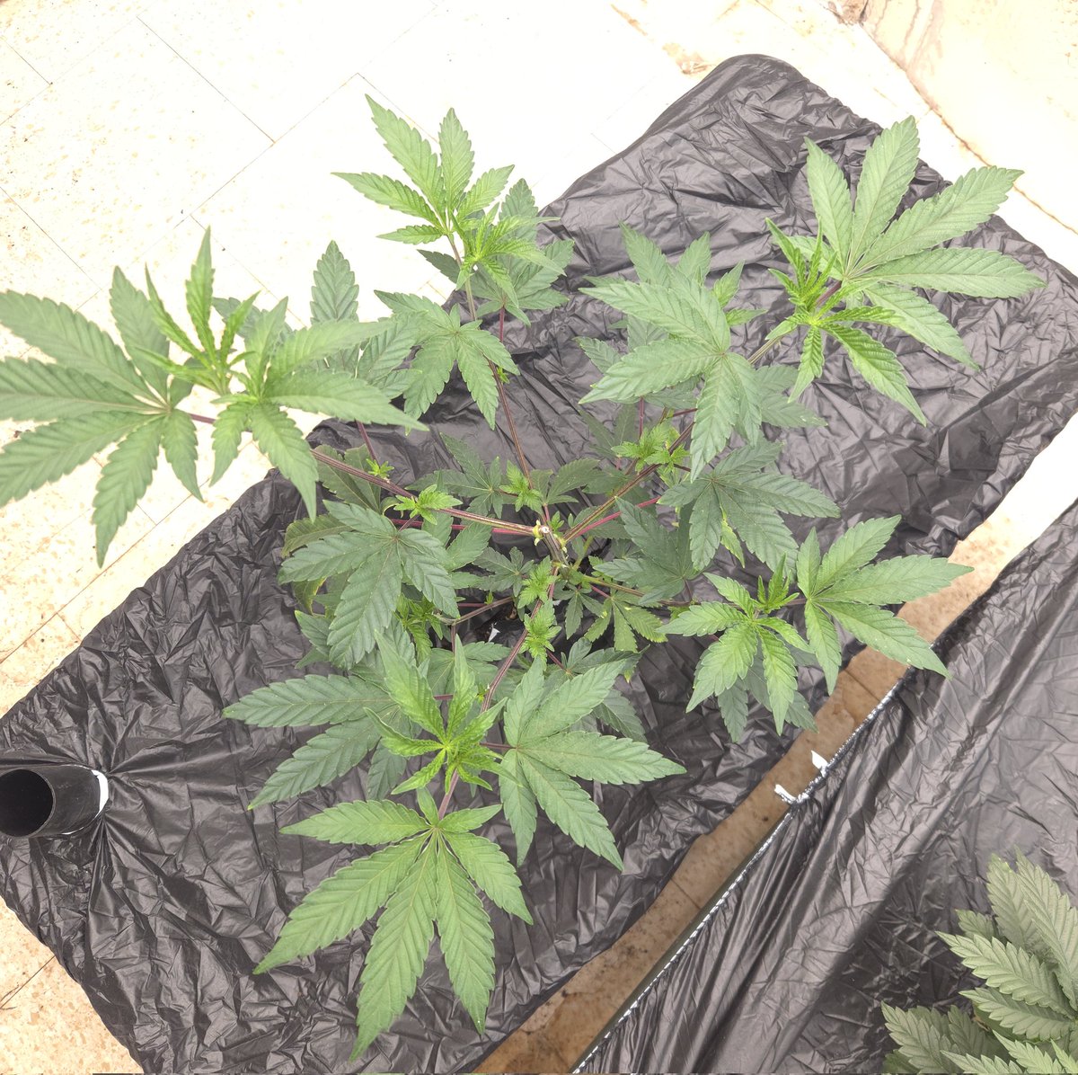 kclightup's tweet image. Just another morning update on how things are growing. 
#growyourown #fuckcancer #GetScreened