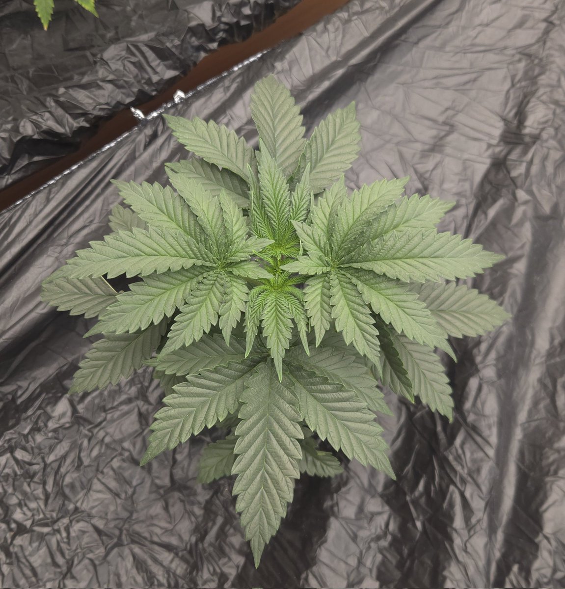 kclightup's tweet image. Just another morning update on how things are growing. 
#growyourown #fuckcancer #GetScreened