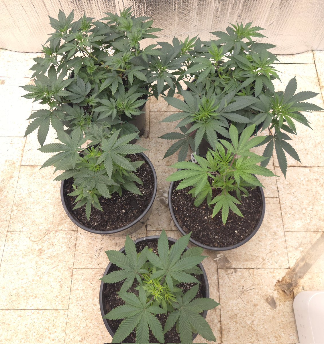 kclightup's tweet image. Just another morning update on how things are growing. 
#growyourown #fuckcancer #GetScreened