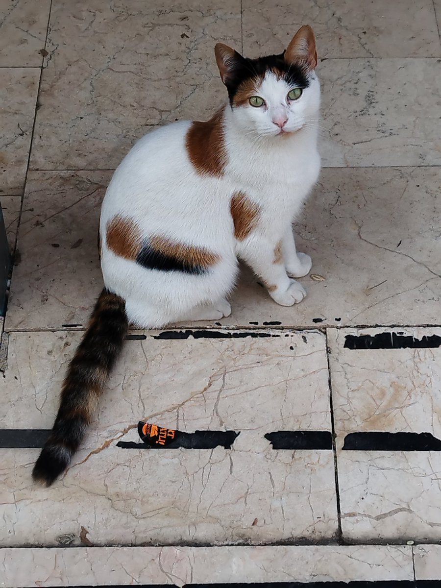 Sen nasıl tatlışsın böyle. 
#sallandık #SEYYANEN #calicocat