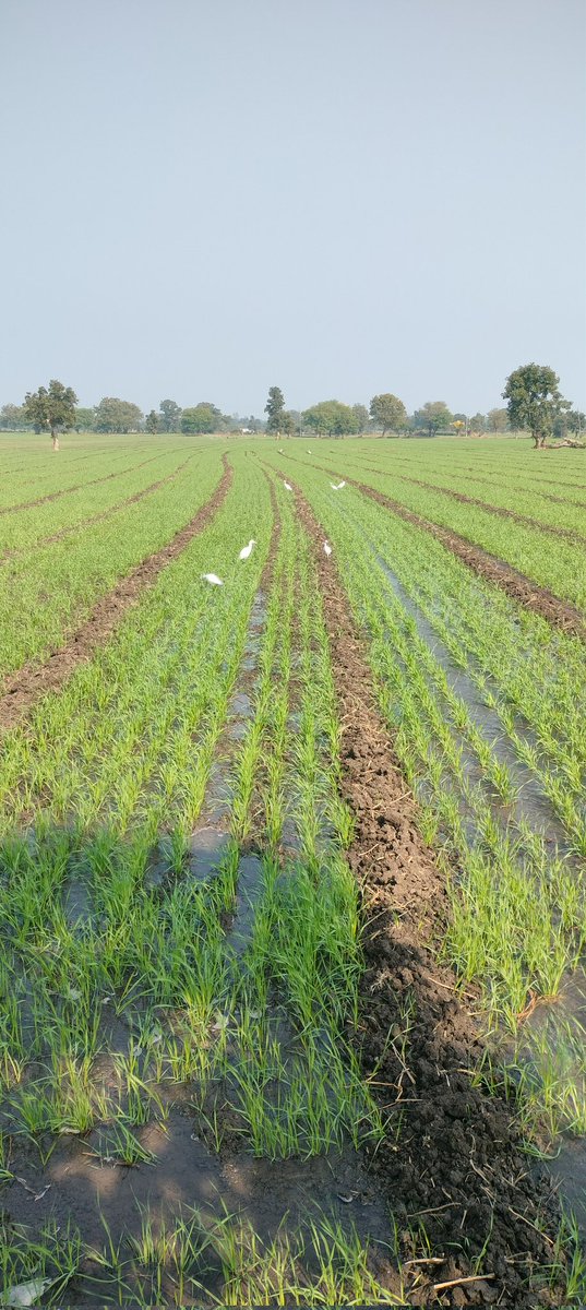 Shankarparmar99's tweet image. कोई बताएं यह कौन सा पक्षी है और खेत में गेहूं की फसल में क्या खा रहे हैं।