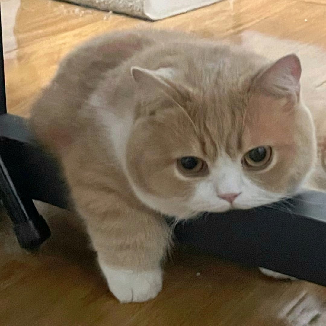 nocontextscats's tweet photo. Bored https://t.co/shegwenHQS