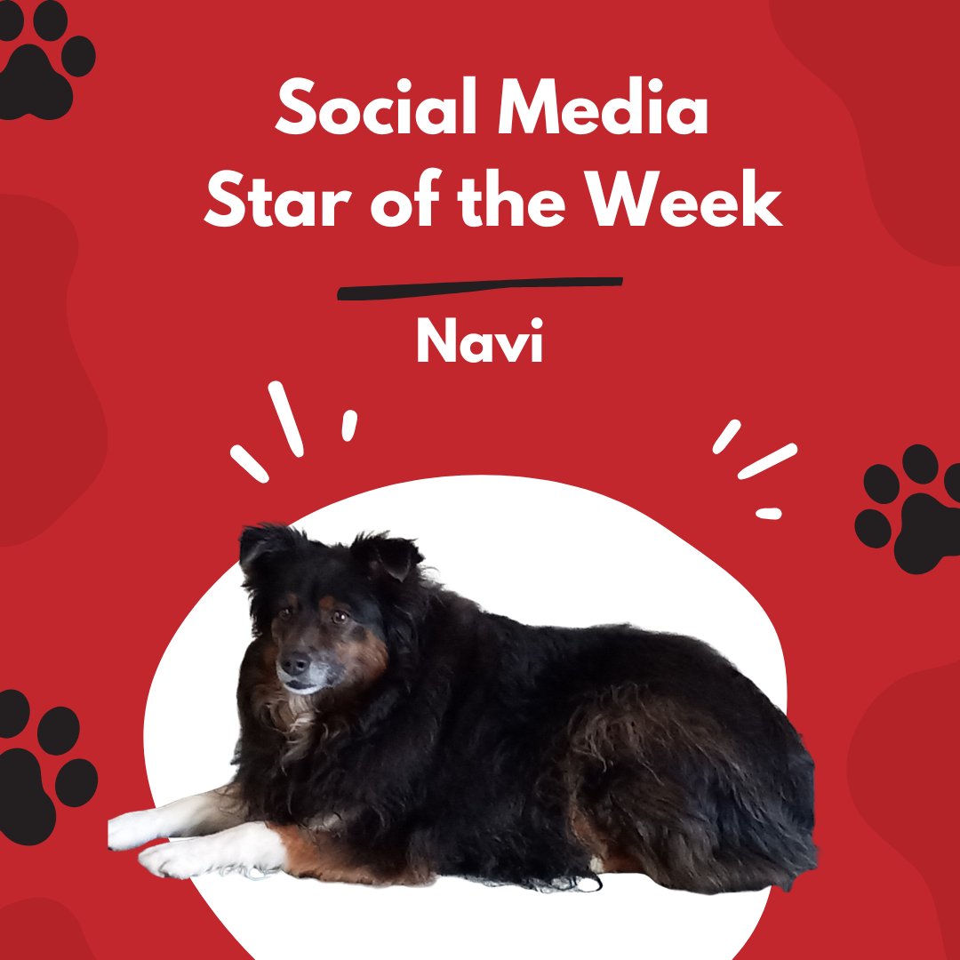 CanineCampusCO's tweet image. 🐾 Meet Navi! 🐶 This gorgeous pup has a gentle spirit and a heart full of love. 💕 Whether relaxing in the shade or keeping watch, Navi reminds us of the joy and comfort dogs bring to our lives every day. 🌟 #DogLove #FurryFriend #MeetNavi