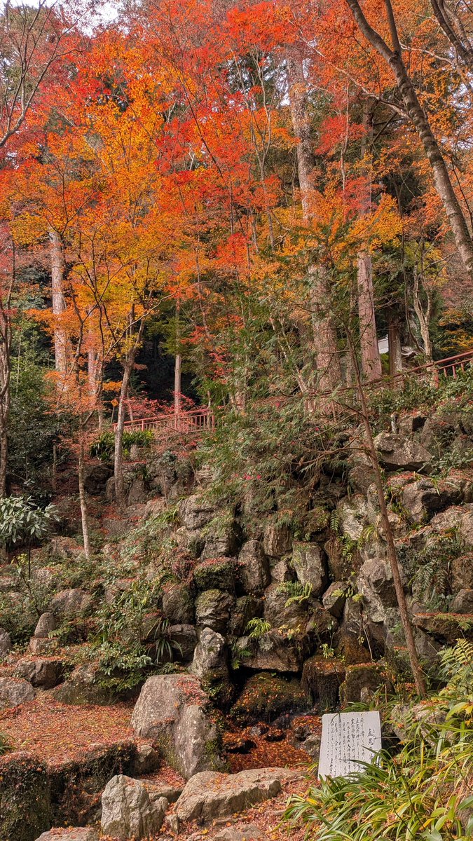 「明日はもう冬模様になりそうなので、名残りの紅葉を見て来た。 【風吹けば幣(ぬさ)」|逆名🌈🕊️🏳️‍⚧️のイラスト