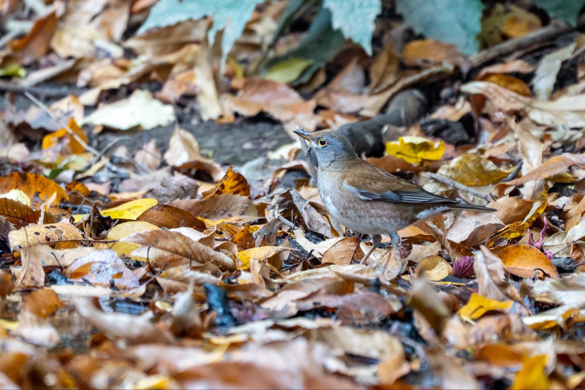 シロハラをはじめて確認しました。
#シロハラ #野鳥撮影 #sonyalpha