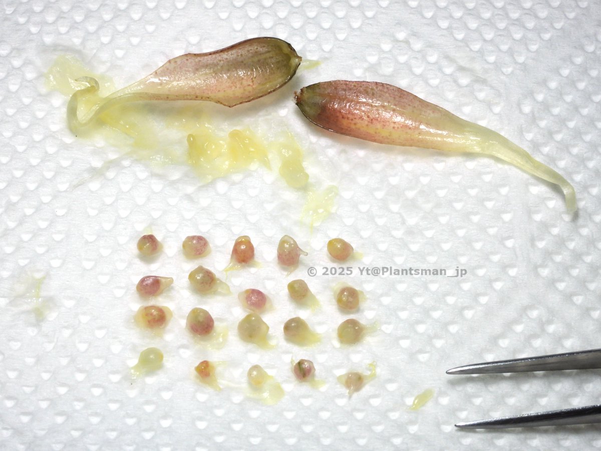 覆輪が美しい朝顔の苗 ✦つぼみ付き開花苗 一苗 覆輪が美しい朝顔の苗