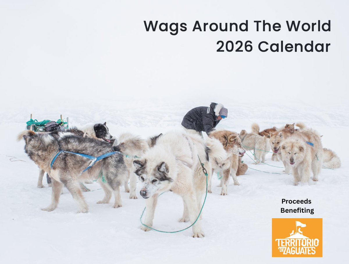 WagsAroundWorld's tweet photo. 🚨 DING DING 🚨

The 2026 WATW calendar is live and ready to order!

This year proceeds will benefit @LandofStrays - the magical dog sanctuary in Costa Rica. They care for over 1,800 stray dogs and I am honored to support their incredible work.

Link in bio to order let’s gooooo! https://t.co/iTwKyaAq0H