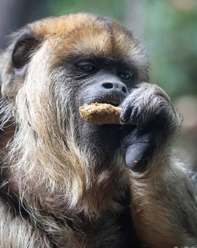 chimpleminded's tweet image. eating a nana 🍌  and drinking a beer. monkey lunch #lunchtimeproblems