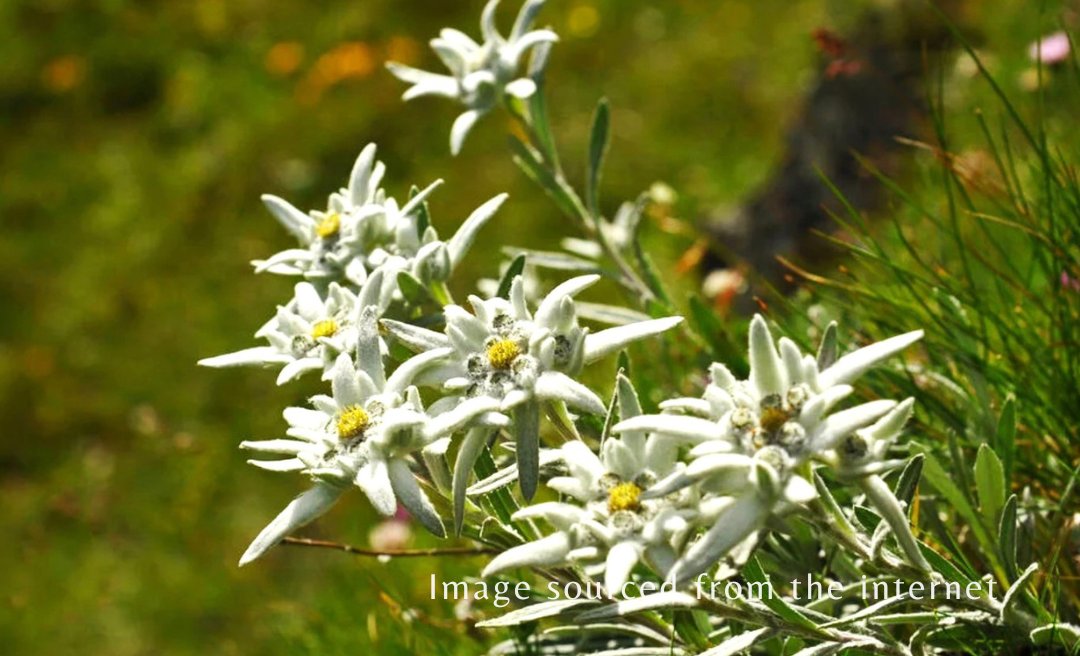 MystiqueStrokes's tweet photo. In the highlands'
rugged wilds,
summer lingers in alabaster
as edelweiss blooms
in veil-white lustre,
cradled in soft wafts
of opaline clouds—
an alpine dawn-sheen
of silver sequins.
Across the July sky,
oracles of wisping azure—
the bardic wind
soughs a mystic canticle. https://t.co/Q0wZ58iVGE