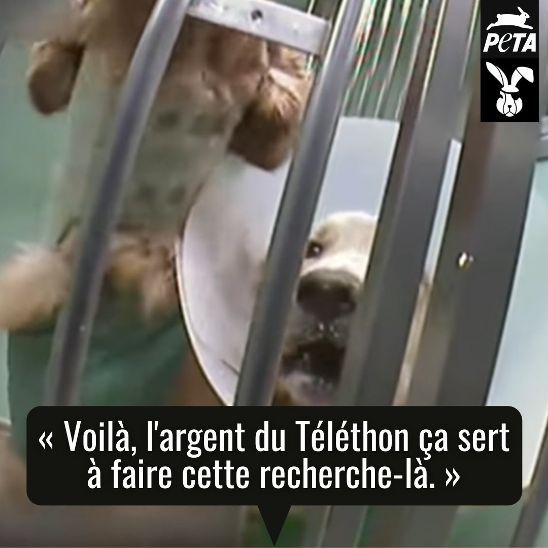 PETA_France's tweet image. « La souffrance, elle est réelle » : ces expériences sur les chiens sont financées par #Téléthon.

🚨 Demandez au Téléthon de financer une science moderne et sans animaux : petafr.vg/36g